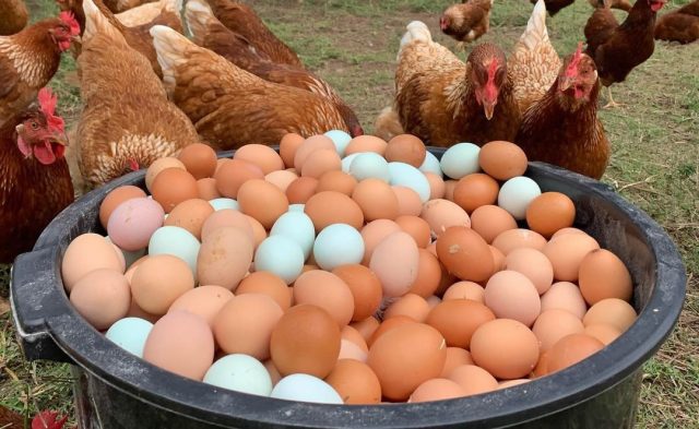 avicultura no brasil esta ameacada avicultura no brasil esta ameacada