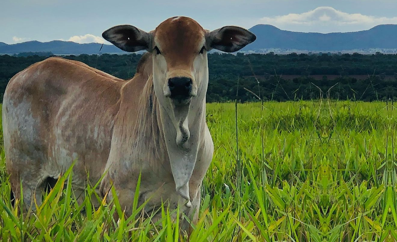 bezerro nelore de qualidade incrivel top foto