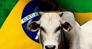 boi brasileiro - Thiago Pereira