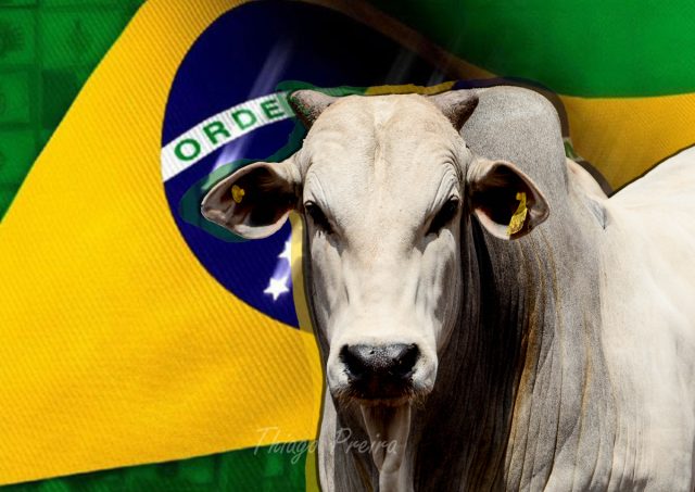 boi brasileiro - Thiago Pereira