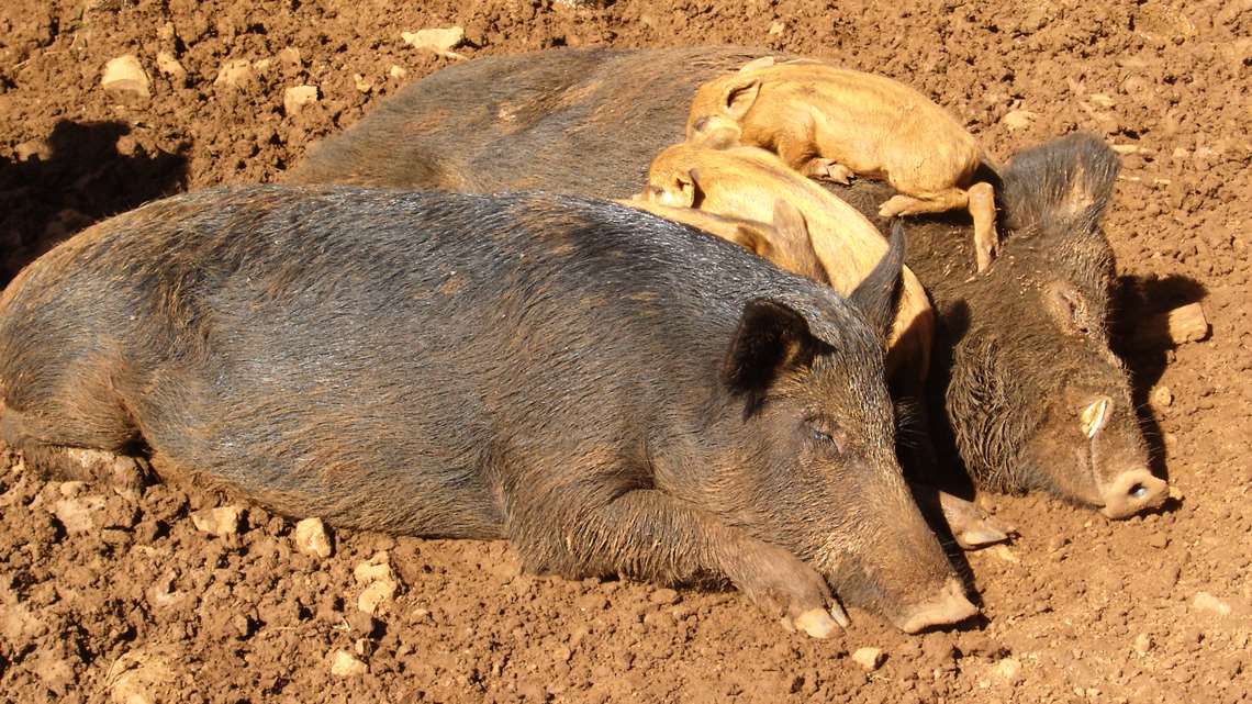 carne de javali pode transmitir doencas