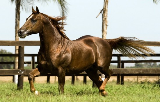 cavalo da raca quarto de milha smart-starbucks