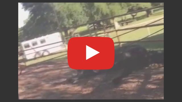 cavalo morto
