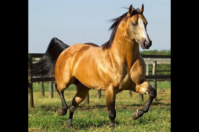 cavalo quarto de milha - dual spark cavalo quarto de milha - dual spark