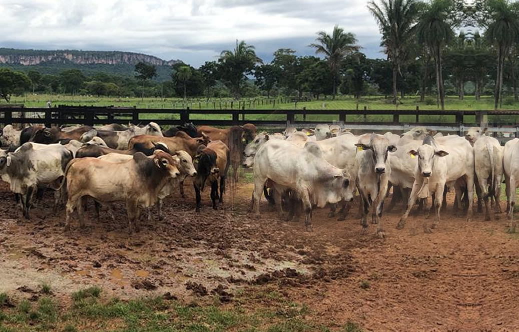 comparar desempenho do nelore e cruzado