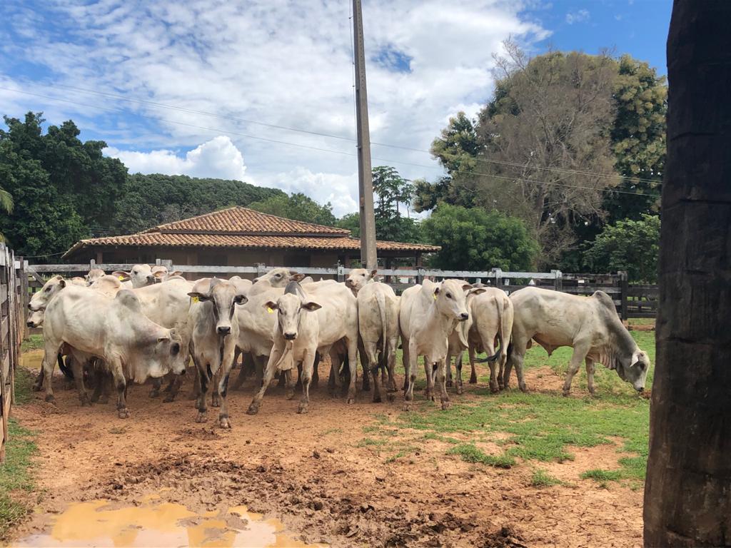 comparar desempenho do nelore e cruzado