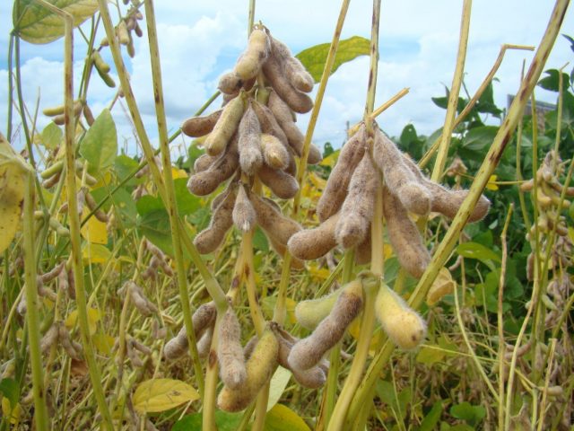 cultivar de soja convencional BRS 283 apresenta boa sanidade de raiz Cultivar de soja BRS 283