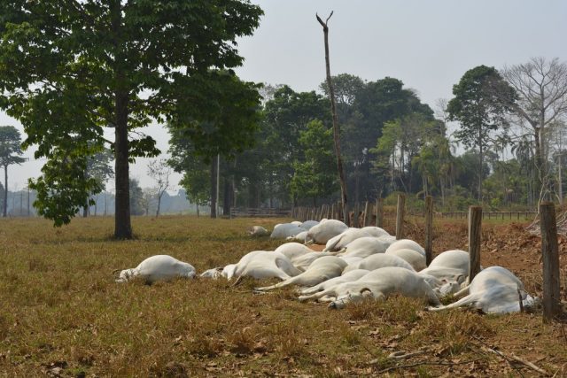 herbicidas causam a morte de animais