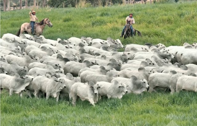 eao agropecuaria