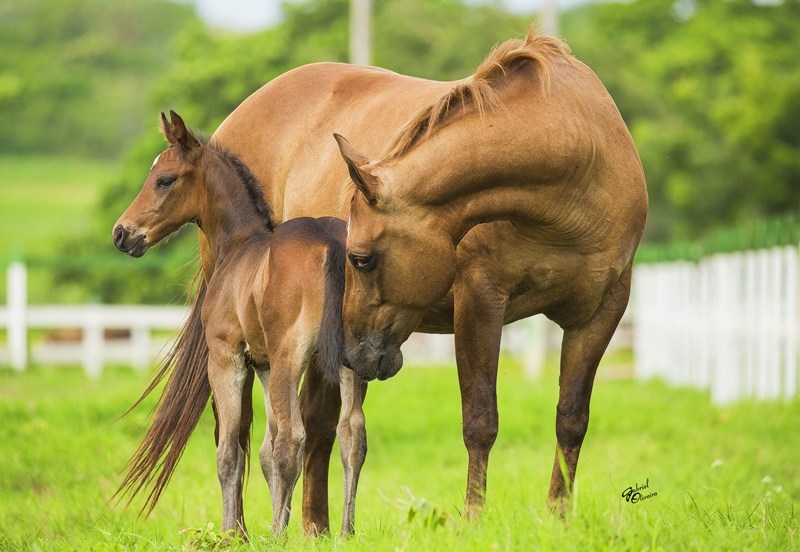 Carrapatos podem trazer danos à saúde de cavalos e potros e