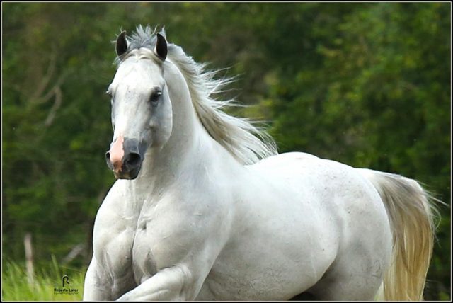 el shady zorreiro cavalo quarto de milha