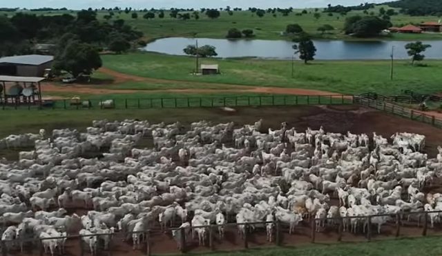 fazenda amado batista