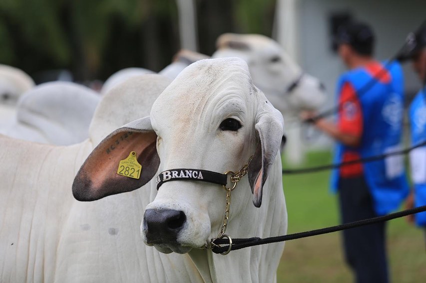 femea CABR Rainha 2821 da raca brahman