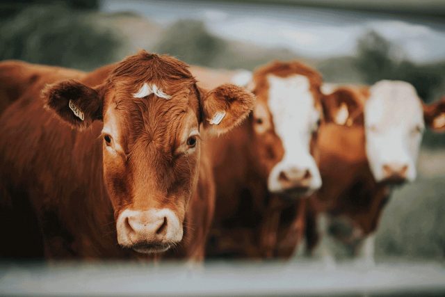 gado-bois-e-vacas gado-bois-e-vacas