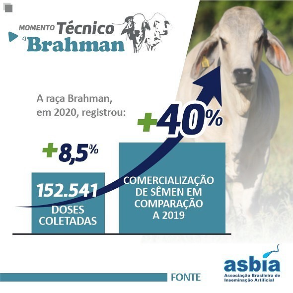 infografico Brahman Brasil - genetica