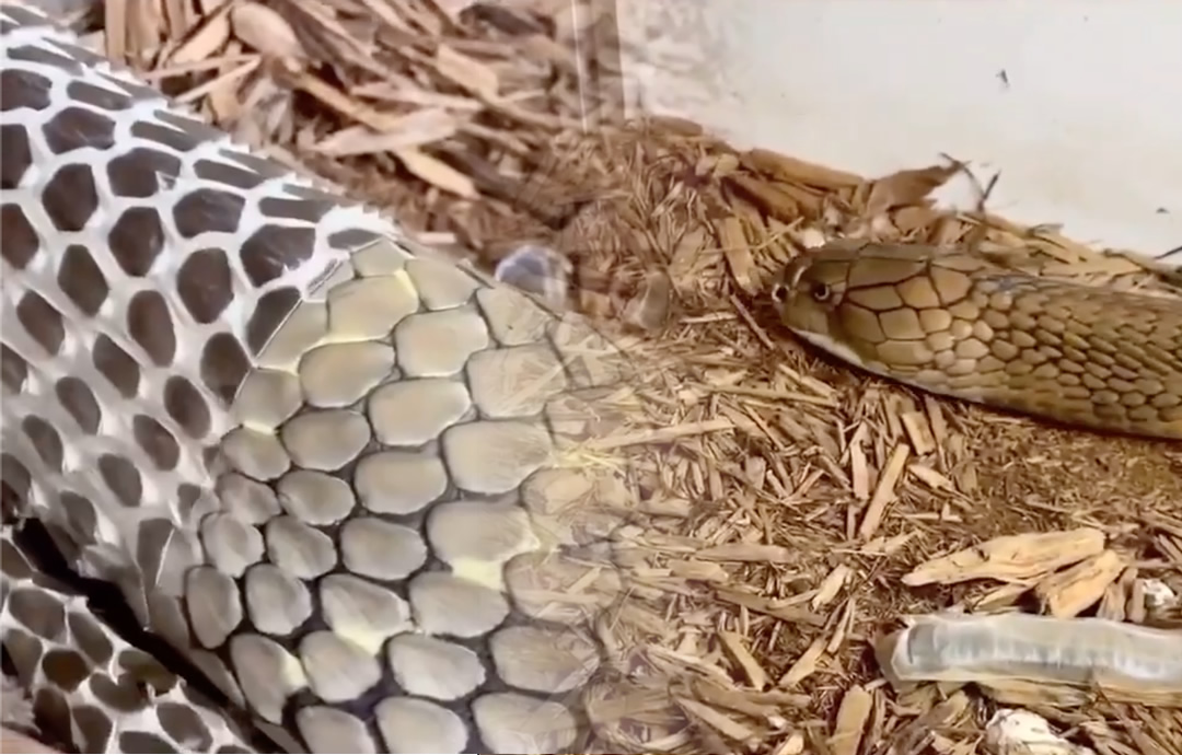 momento incrível de cobra trocando de pele