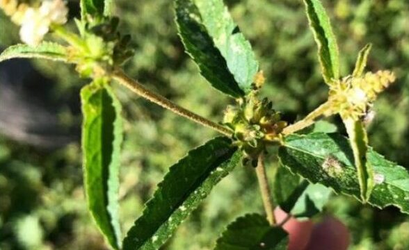 A samambaia é uma planta tóxica e pode matar o gado. Certo ou