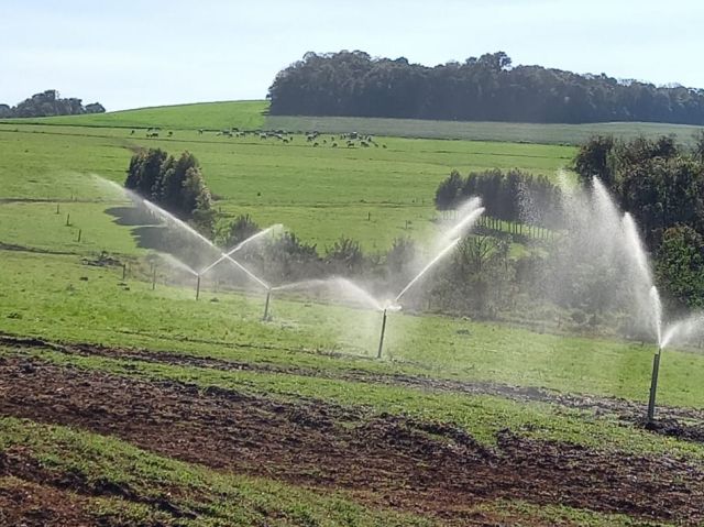 A pastagem é tratada como lavoura: na propriedade são cultivadas variedades altamente produtivas, que contam com sistema de irrigação. Foto: Celis Gaspareto