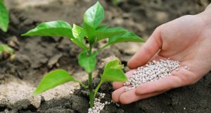 nitrogenio-fertilizante-