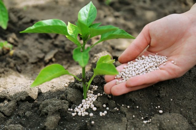 nitrogenio-fertilizante-