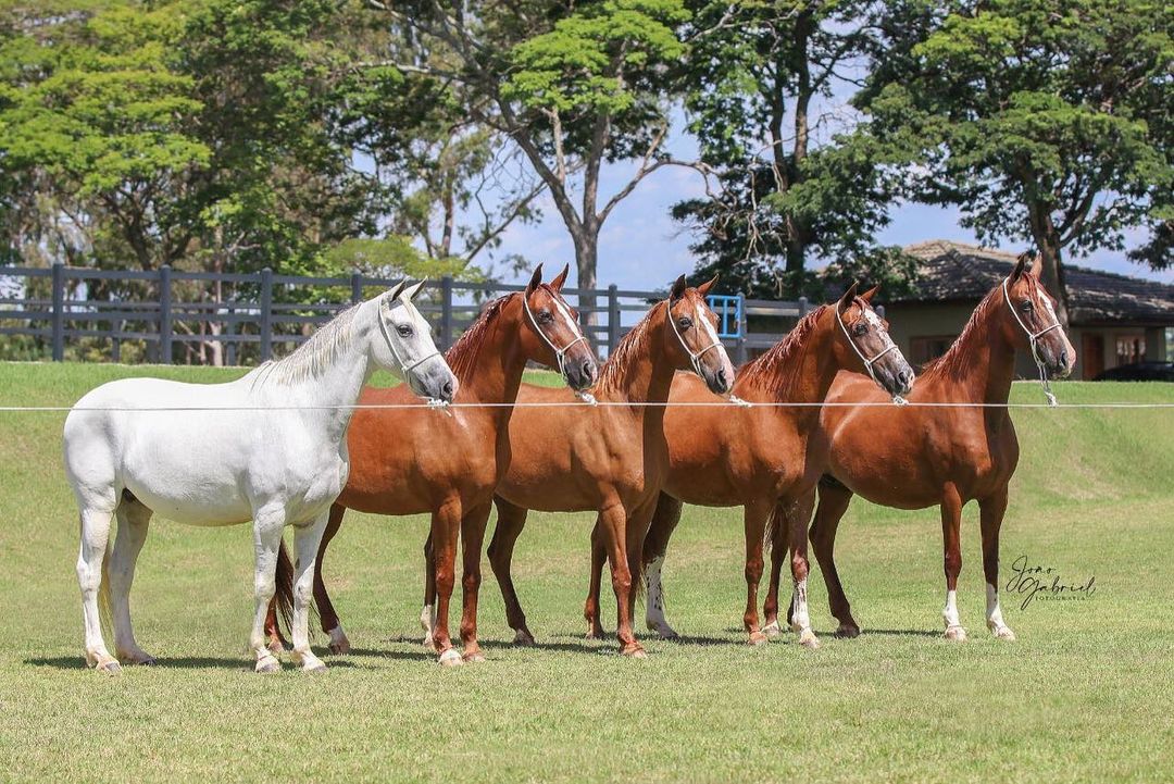 lote de Direitos Reprodutivos com doadoras SP filhas de Dacar FF