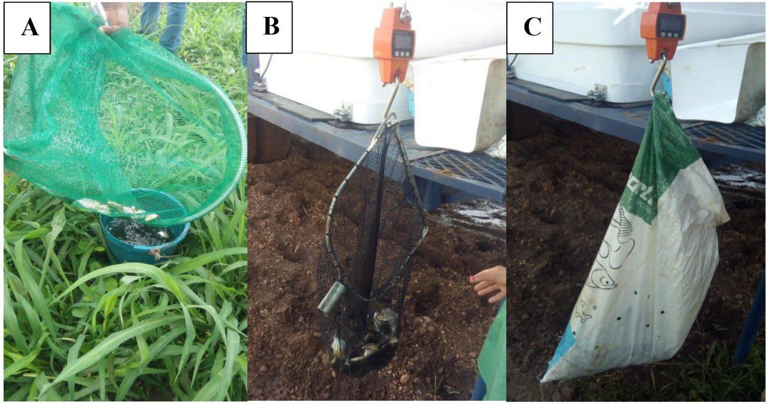 Transferência dos peixes em balde com água para posterior pesagem (A), pesagem no puçá (B) e pesagem no saco de ração vazio (C) 