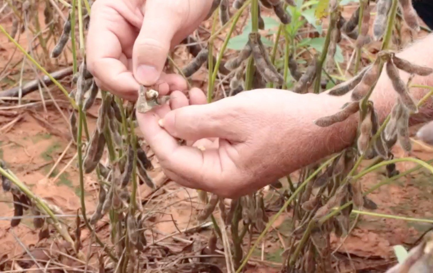 produtores rurais do tocantins pedem socorro com safra perdida