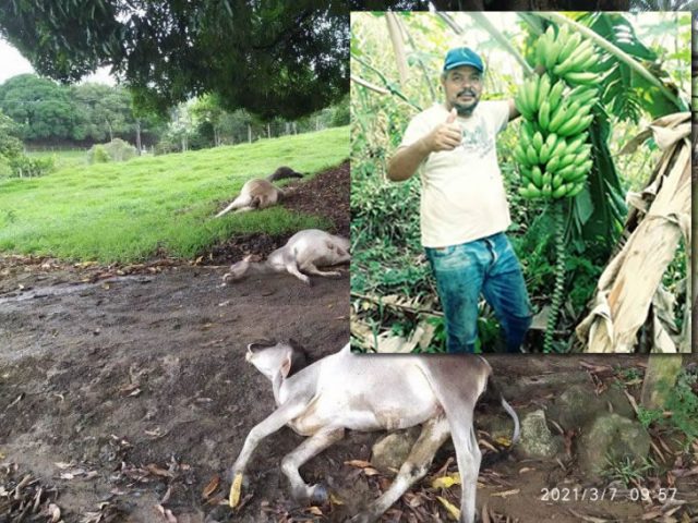 raio-mata-gado-em-anchieta-71499acf27e3a75cb412a11329cd6a1b