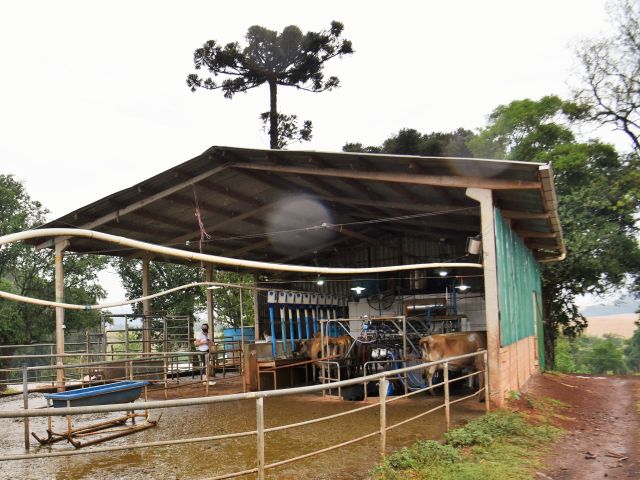 A sala de ordenha é um espaço compacto com contenção espinha de peixe e capacidade para nove vacas de cada lado. Foto: Celis Gaspareto