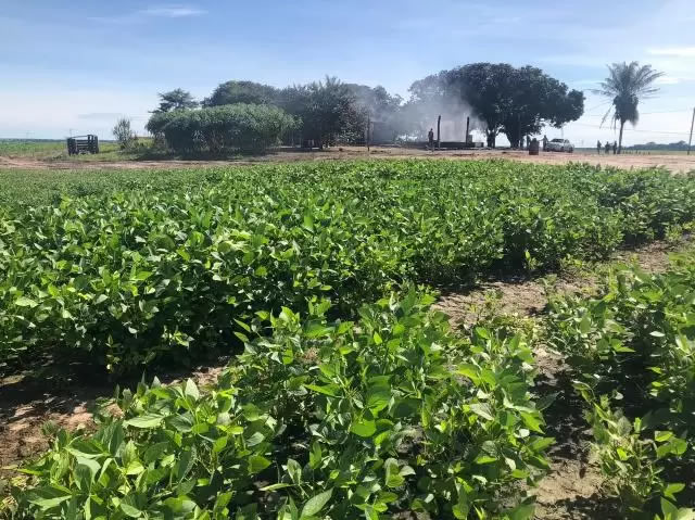 sem terra em Chupinguaia