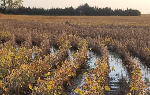 soja inundada pelo excesso de chuvas soja inundada pelo excesso de chuvas