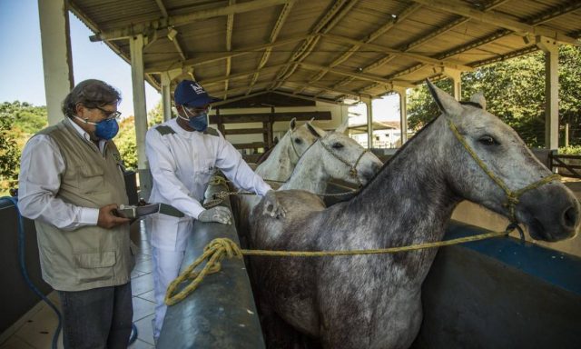 soro-cavalo-anticorpos-coronavirus-covid-19