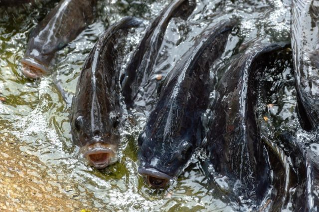 Influência da temperatura da água na criação de tilápias Influência da temperatura da água na criação de tilápias