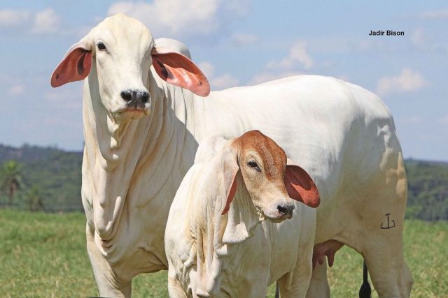 vaca da raca tabapua com bezerro ao pe vaca da raca tabapua com bezerro ao pe