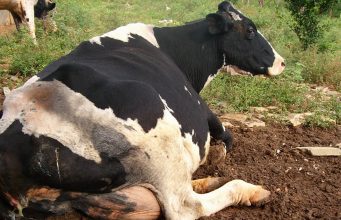 vaca leiteira pos pasto