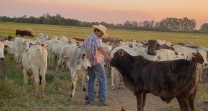 victor-darido--agua-preta-pecuaria-gado