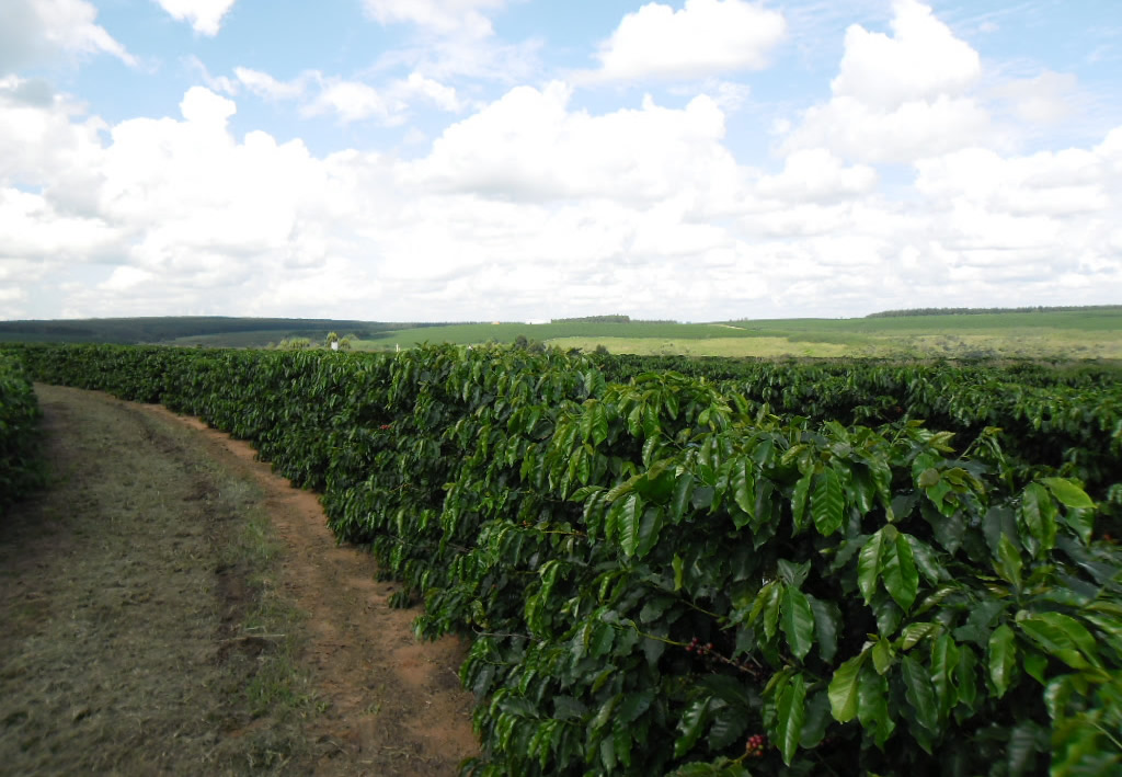 Pesquisa-- produtividade do cafezal aumenta 15% com aplicação de aminoácidos e potássio