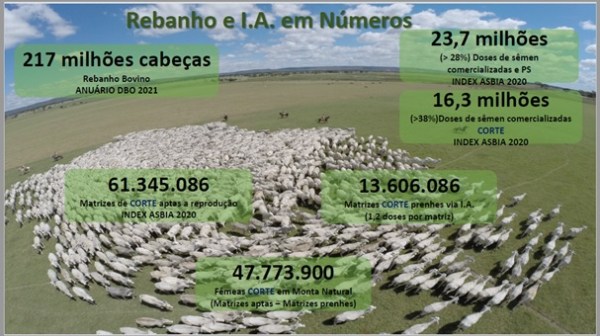 numeros da pecuaria brasileira e inseminacao artificial