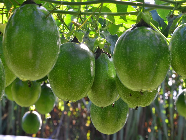 A Epagri lançou 200 cultivares nos últimos 40 anos