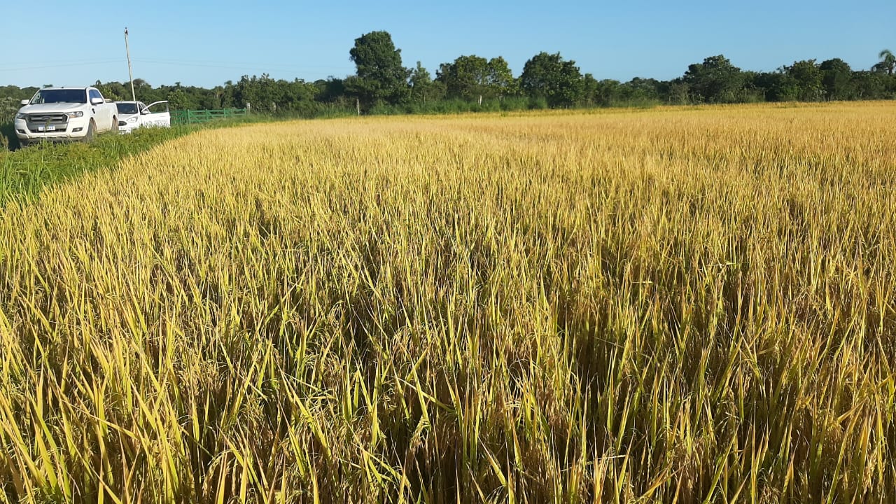 Arrozeiros mostram como a agricultura de precisão garantiu a produtividade sem aumentar o custo de produção