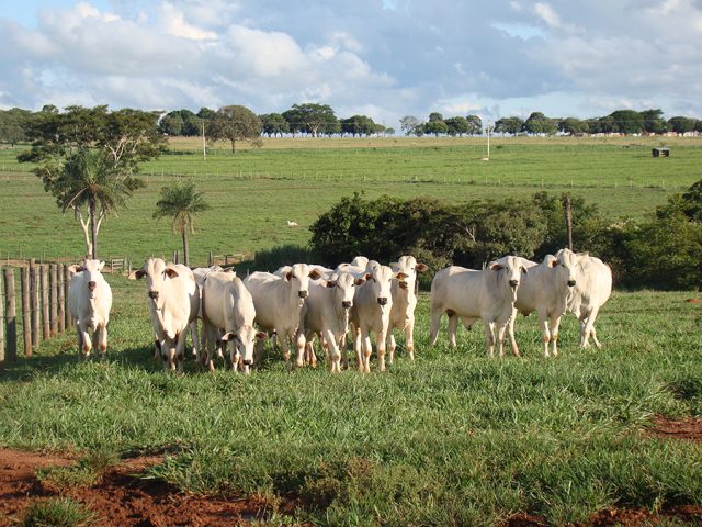 Resfriamento de bovinos