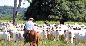 Doenças infecciosas impactam pecuária brasileira