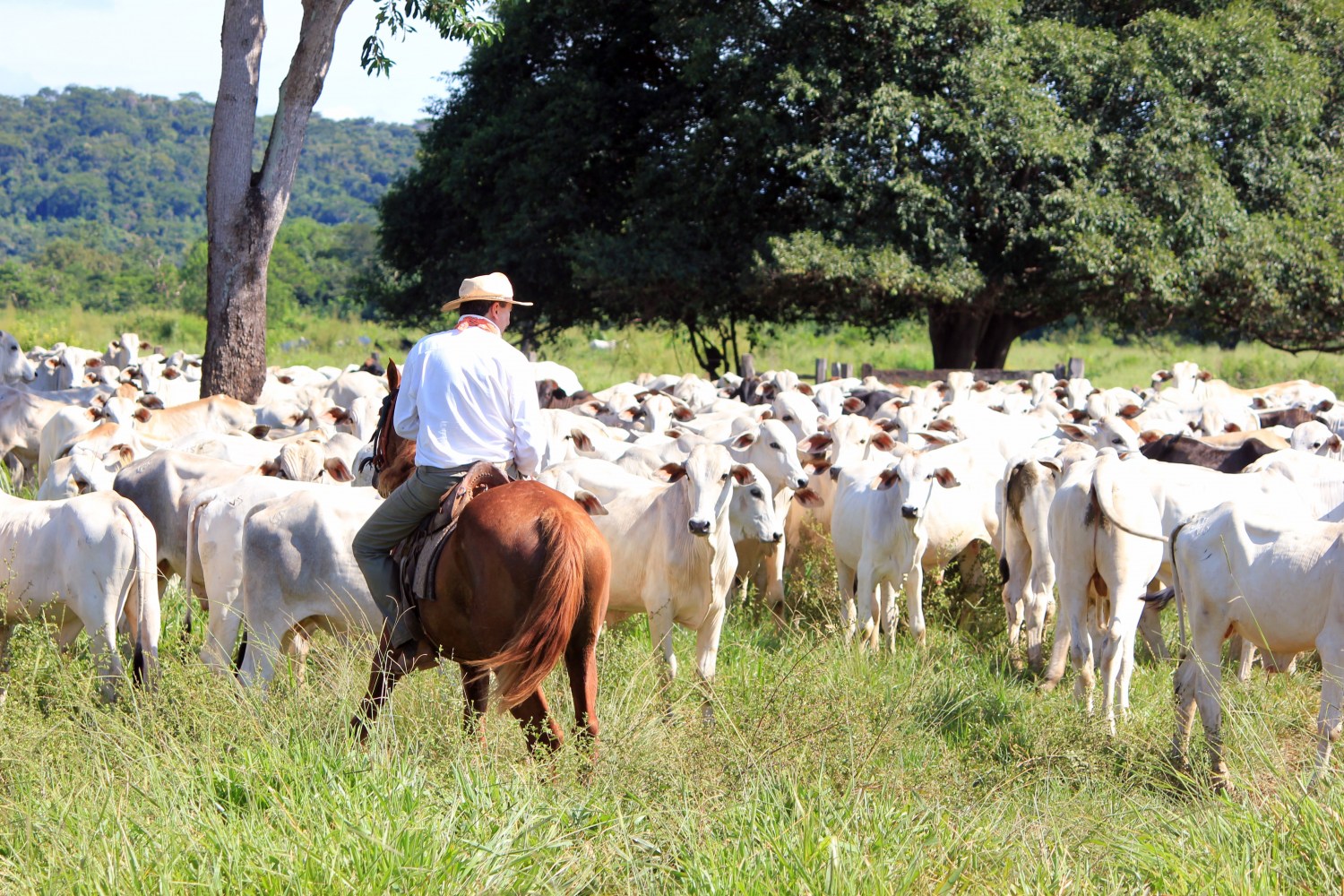 Doenças infecciosas impactam pecuária brasileira