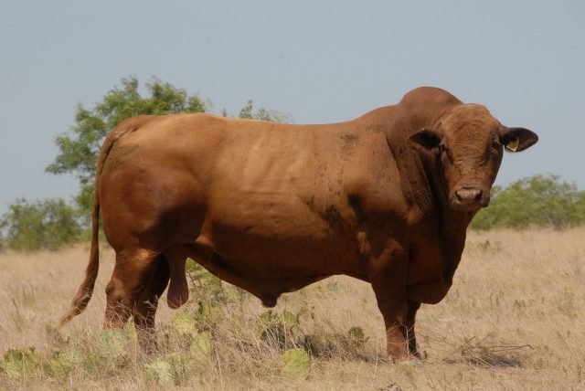 Bull-Casey5-48