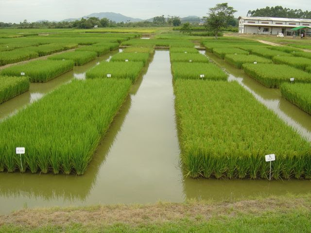 Campo de avaliação de linhagens “candidatas” a cultivar de arroz na Estação Experimental da Epagri de Itajaí (Foto: Epagri)