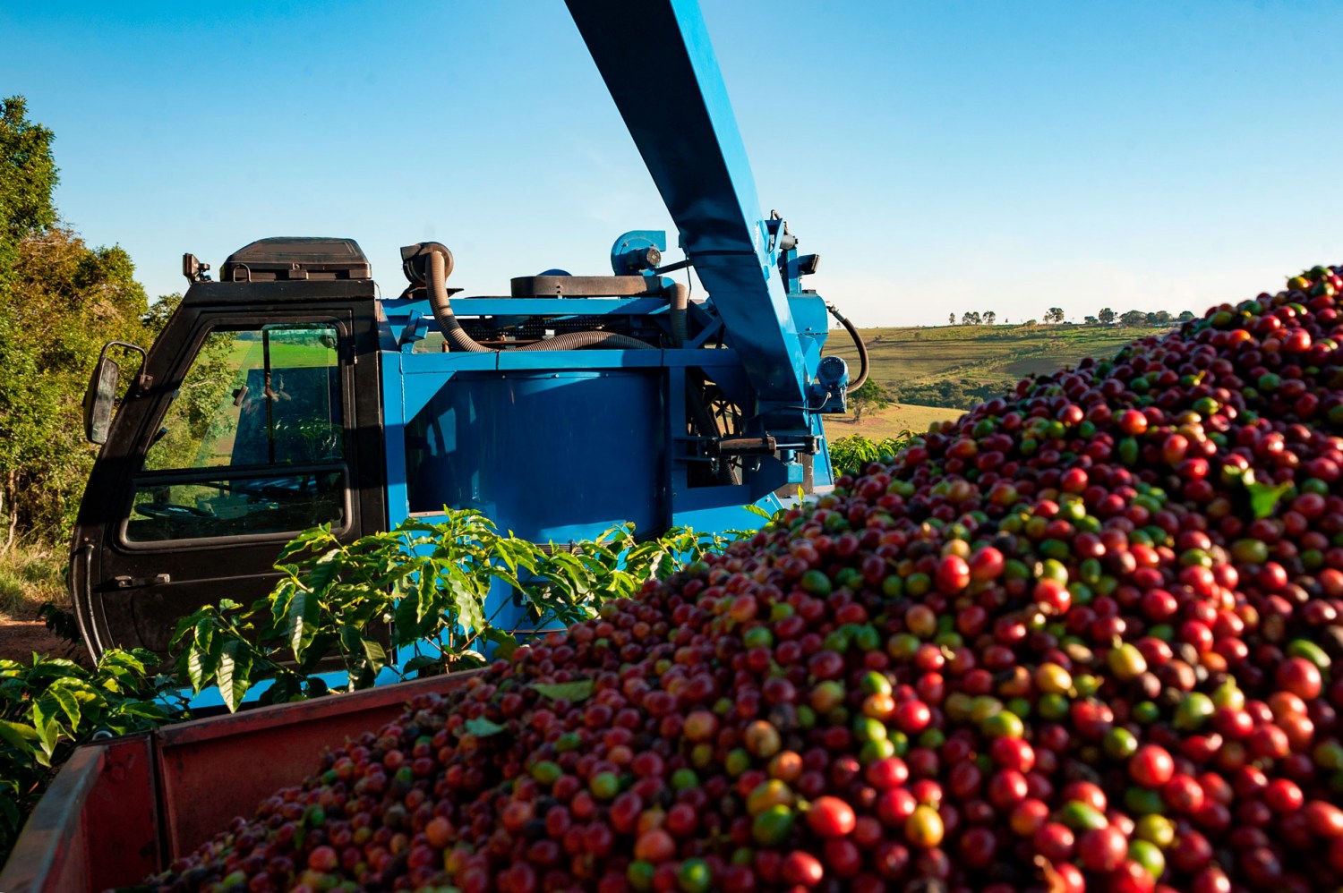 G1 - Máquina reduz custo da colheita do café conilon e robusta em Rondônia  - notícias em 4 Rondonia Rural Show 2015