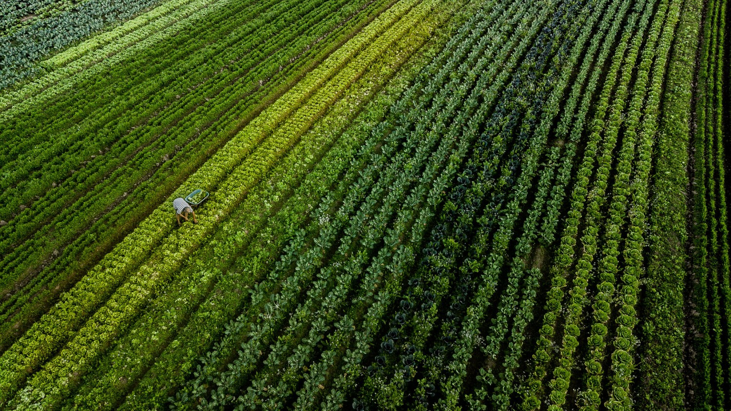 Segundo informações da BrasilAgro, a plataforma emite notificações ao identificar a presença de fogo nas propriedades circunvizinhas.