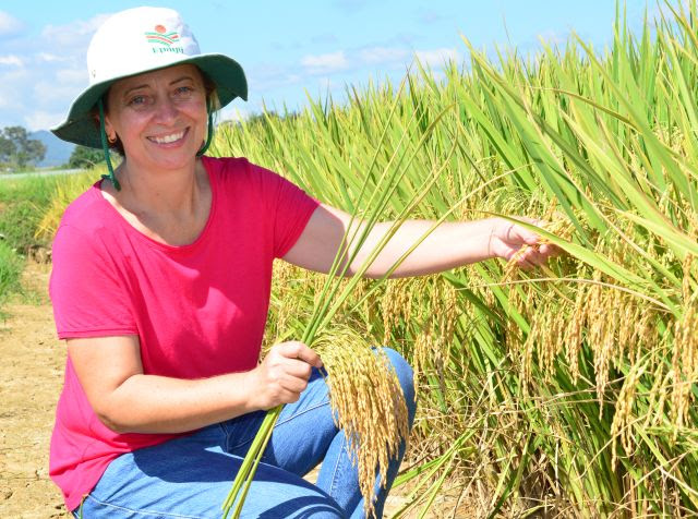 Cultivares de arroz da Epagri se adequam a diferentes condições de clima e solo de Santa Catarina, explica a pesquisadora Ester Wickert