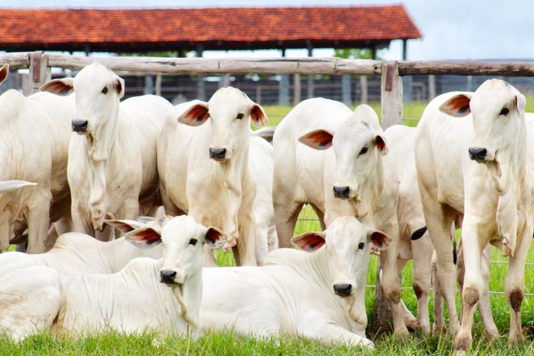 Fazenda Barreiro Grande - Nova Crixás - GO - nelore ADIR