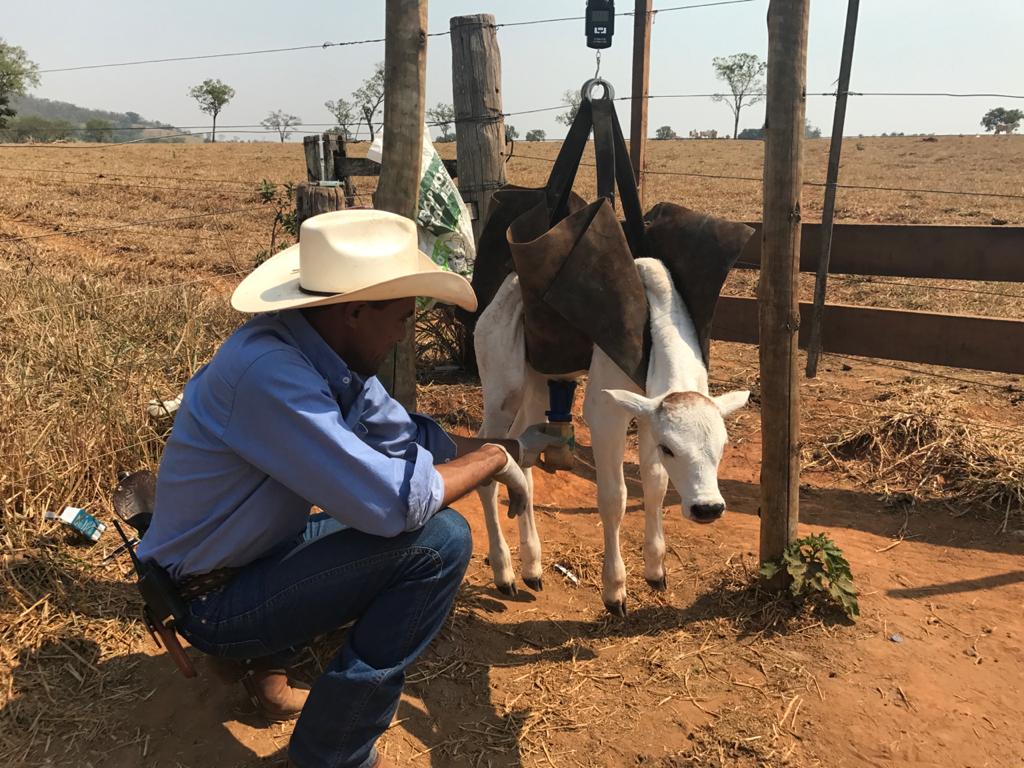 Materneiro: Evandro - Fazenda Araponga do Sr Shiro Nishimura